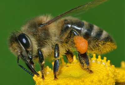 Bee on flower